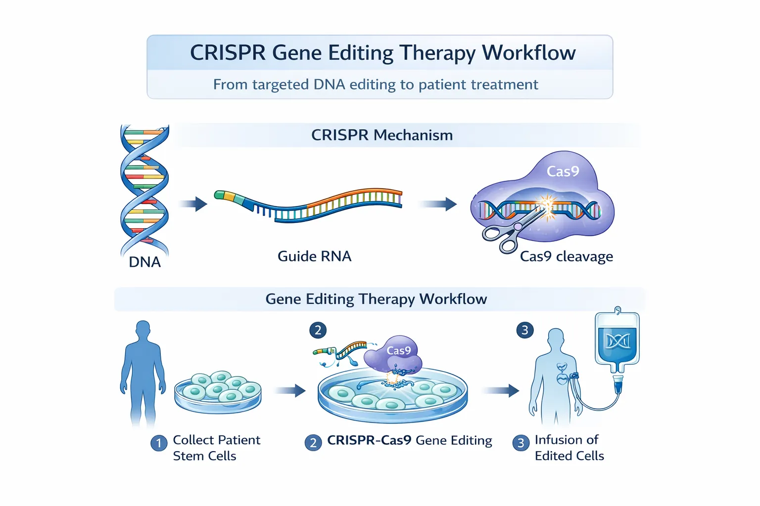 CRISPR and Gene Editing: From Bench to Bedside