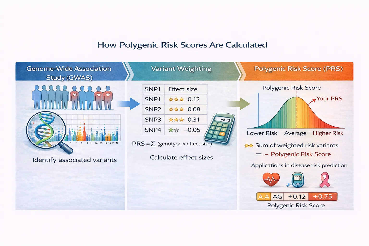 Polygenic Risk Scores: Can Your DNA Predict Your Health?