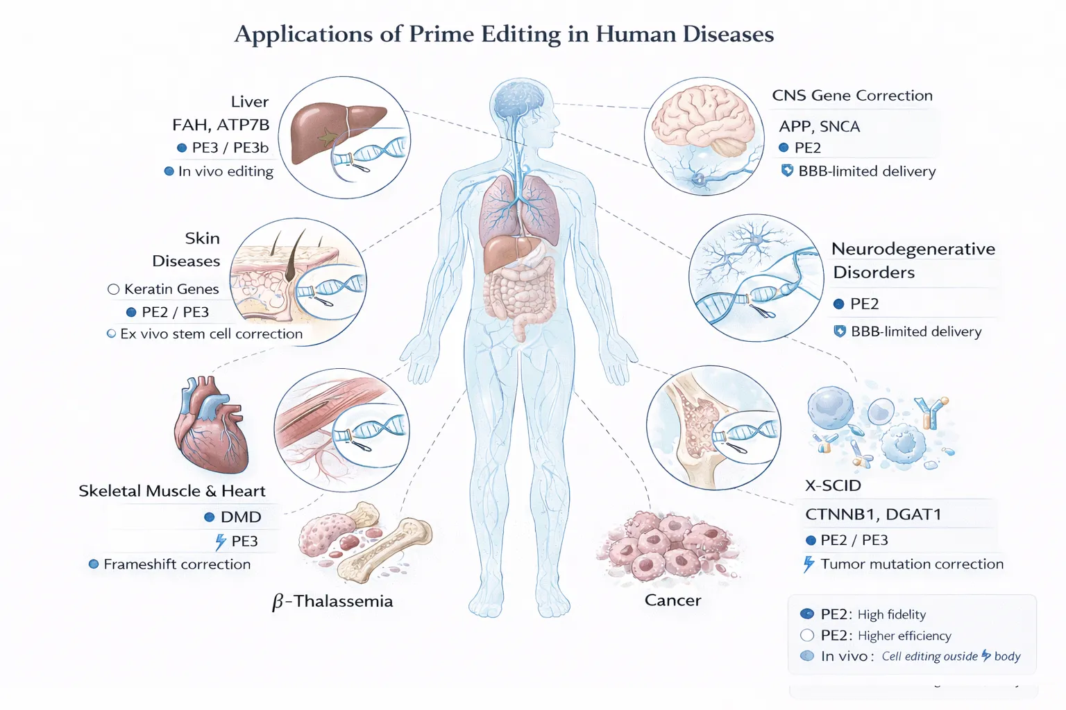 Prime Editing - Gene therapy in humans